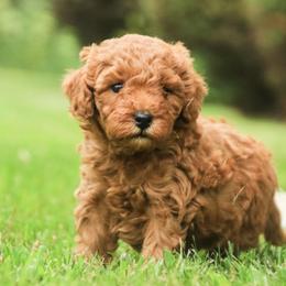 Copper - Red  female Poodle puppy in Nappanee, Indiana from Perfect Match Poodles