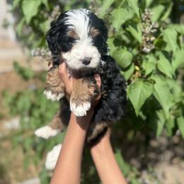 Cheetoh - Tri-color male Bernedoodle puppy in Northglenn, Colorado from Colorado Bernedoodle Babies