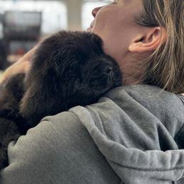 Newfoundland Puppies from Knallhart Kennels