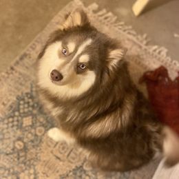 Zircon - Pomsky