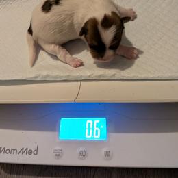 Maya - Liver and white female Shorkie puppy in Winters, California from Northern CA Shorkies