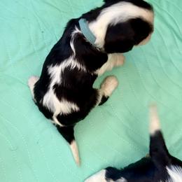 Mr. Blue - Tri-color male Cavalier King Charles Spaniel puppy in Rocky Ford, Colorado from Scofield Cavaliers