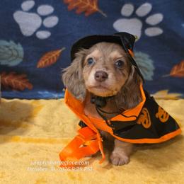 Calypso - Chocolate and cream female Dachshund puppy in Willard, Utah from Simply Sharing Love