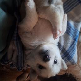 Goldie girl - Brown and white female Siberian Husky puppy in Lancaster, California from The Huskies Sanctuary