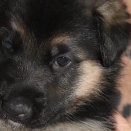 German Shepherds from Christine's German Shepherds