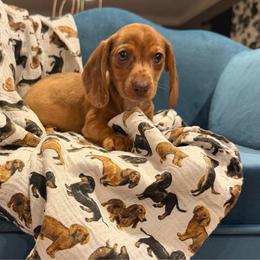 Taffy - Dapple female Dachshund puppy in Hudson, Michigan from Mittentail Kennel Miniature Dachshunds & Australian Shepherds