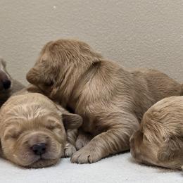 Girl 1 - female Goldendoodle puppy in Milford, Michigan from Servant Kennel