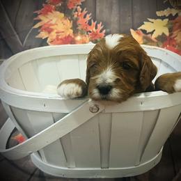 Jolly - Red  male Goldendoodle puppy in Bradenton, Florida from Christianna’s Mini Goldendoodles