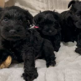 Shadow - Black male Miniature Schnauzer puppy in San Diego, California from KMS-Miniature Schnauzers
