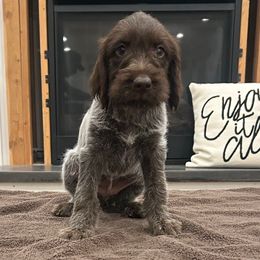 Stella - Brown and gray female Wirehaired Pointing Griffon puppy in Shelley, Idaho from Western Gundogs