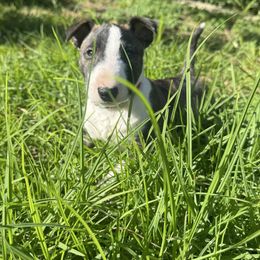 Fame - Brindle female Miniature Bull Terrier puppy in Los Angeles, California from Triumph Miniature Bull Terriers