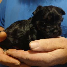 Mike - Black and silver male Miniature Schnauzer puppy in Burna, Kentucky from Sky & Ivy Farms