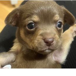 Chihuahua and Shih Tzu Puppies from CrazyLove Kennels