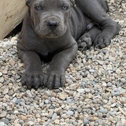 Cane Corso Puppies from A&B kennel