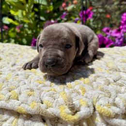 Dark blue collar - Blue male Great Dane puppy in Corsica, Pennsylvania from Ferguson Family Danes LLC