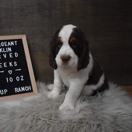 English Springer Spaniel Puppies from Riled Up Ranch Springer Spaniel Puppies