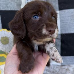 Firework - Dapple male Dachshund puppy in Paw Paw, Michigan from Mulberry Meadow Farms