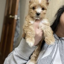 Yorkshire Terrier Puppies from Kruz Kennels