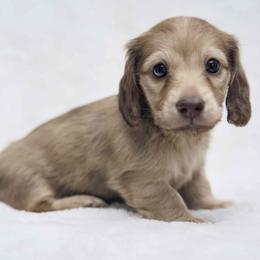 Ziti - Cream female Dachshund puppy in Zephyrhills, Florida from Dapper Doxies