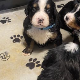 Bernese Mountain Dog Puppies from Hilltop K9