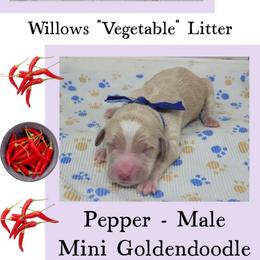 Pepper - Apricot male Goldendoodle puppy in Grabill, Indiana from Rose's Doodles