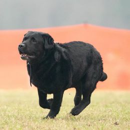 Labrador Retrievers from Backwoods Pond Labradors LLC