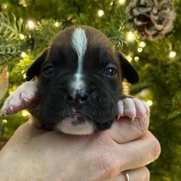Easton - Fawn male Boxer puppy in Jamesville, New York from Reynolds Homestead Boxers
