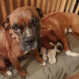 Boxer Puppies from Goodman/Pogue Boxer Babies