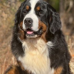 Cesar - Bernese Mountain Dog