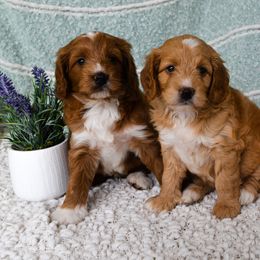 Goldendoodle Puppies from Rolling Oak Doodles