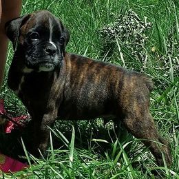 Boxer Puppies from LJK Boxers