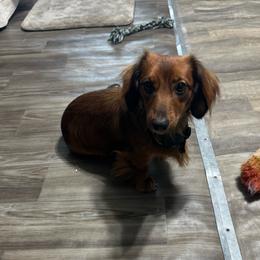 Little Man - Dachshund