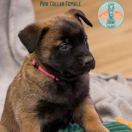 Pink collar - Fawn sable female Belgian Malinois puppy in Fredonia, Arizona from Zion Malinois