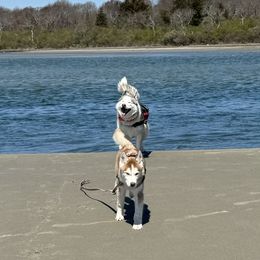 Siberian Husky Puppies from Young Orchard Siberians