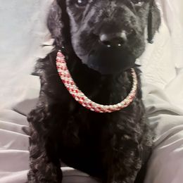 Lizy - Black female Cavapoo puppy in Lexington, Kentucky from Callaway's Cavaliers