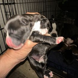 Girl 1 - Brindle female Boxer puppy in Bowling Green, Kentucky from Abney’s Boxers of Bowling Green