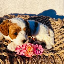 Rey - Blenheim female Cavapoo puppy in Fort Worth, Texas from Creekwood Miniature Cavapoos