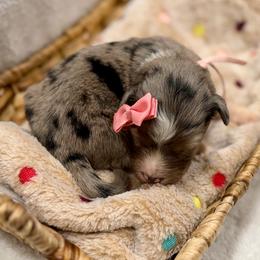 Coral - Blue merle female Miniature Australian Shepherd puppy in 32046, Florida from River Hill Ranch