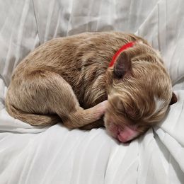 Goldendoodle Puppies from Lila's Teddybear Goldendoodles