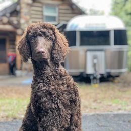 Poodles from Utah Poodles