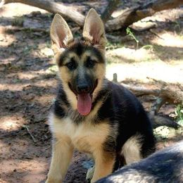 German Shepherd Puppies from Loujuan German Shepherd Dogs