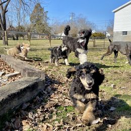 Poodle Puppies from Cosmic Caliber Standard Poodles
