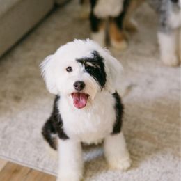 River - Bernedoodle