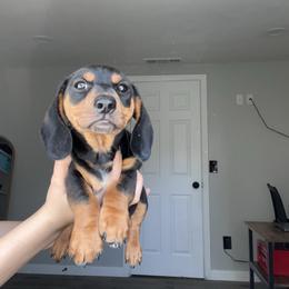 Rustle - Black and tan male Dachshund puppy in Modesto, California from Raws Doxies