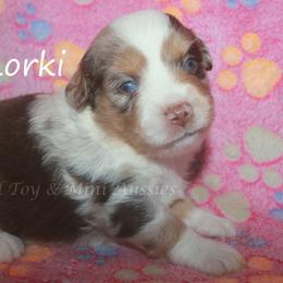 Korki - Red merle female Miniature American Shepherd puppy in Godley, Texas from Flying H Toy and Mini Aussies