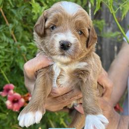 Green collar boy - Apricot male Goldendoodle puppy in Fairfield, California from Twin Sisters Doodles