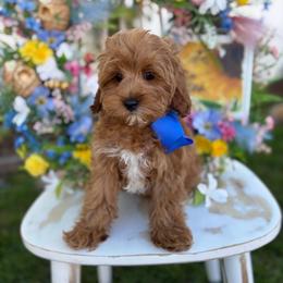 Cheeto - Trained - Red male Cavapoo puppy in Herriman, Utah from Gypsi Doodles & Poodles LLC.