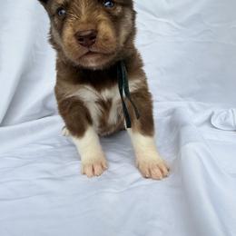 Conrad (Black Collar) - Red and white male Siberian Husky puppy in Warwick, Rhode Island from Young Orchard Siberians