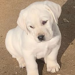 Labrador Retrievers from Kim's Labrador Retrievers