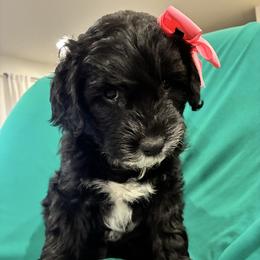 Sweetie - Black and white female Aussiedoodle puppy in Elk, Washington from James Ruby Farms